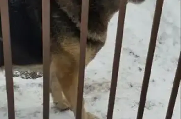 Пропала собака, Лесная улица, Кулебаки - овчарка, убежала - photo