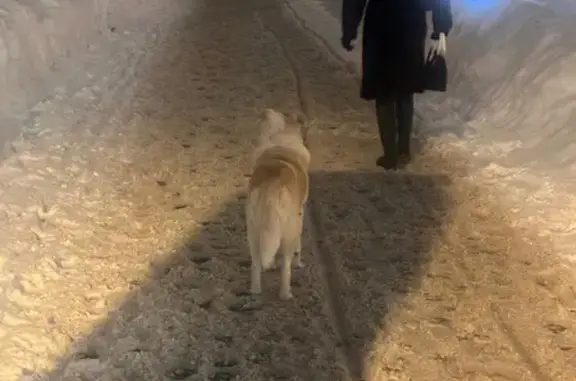 Найдена собака, Москва, фото: Найдена собака, улица 1905 года, 5, Москва - белая с бежевым