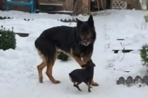 Пропала собака, улица Энгельса, 172, Батайск - немецкая овчарка, мальчик, без хвоста - photo