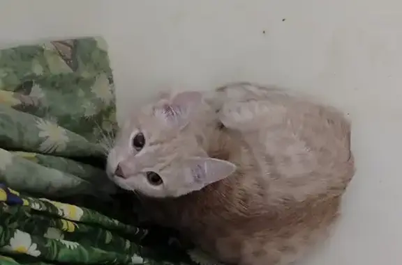 Найдена кошка, Южноуральск, фото: Найдена кошка, улица Космонавтов, 9, Южноуральск - рыжий кот, на один глаз не видит