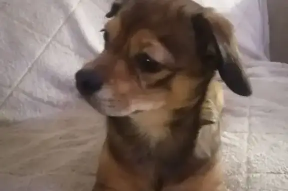 Найденные животные Томск, фото: Найдена собака, улица Лазарева, 6, Томск - мужской, ладит с другими животными