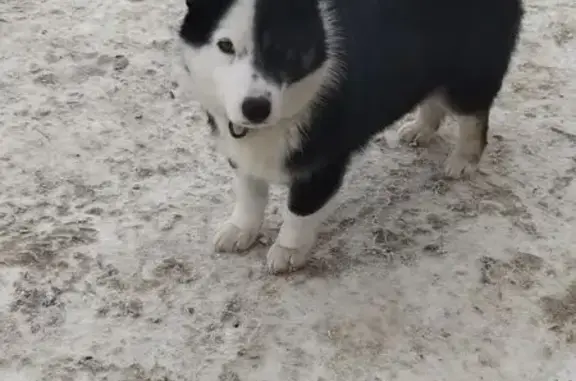 Найдена собака, Каменка, фото: Найдена собака с сиреневым ошейником, магазин Скидкино, Каменка