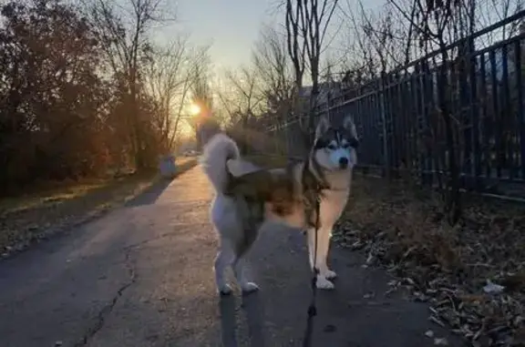 Собаки потеряшки, Волжский, фото: Потеряшка собака, Ленинская улица, Волжский - хаски по кличке Арчи