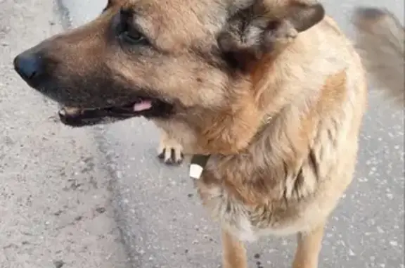 Пропала собака, Гордеевская улица, 97, Нижний Новгород - породистая овчарка Рыжуля - photo