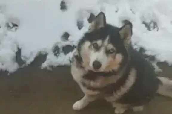 Пропал собака, Заречная улица, 103А, Белореченск - хаски, черно-белый, глаза разные - photo