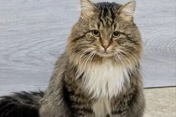 Пропала кошка, улица Шмидта, 28, Кривандино - густая шерсть и лысина между лапами - photo