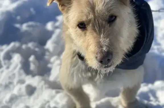 Пропал собака, Грушевская, Ростовская область - активный и игривый - photo