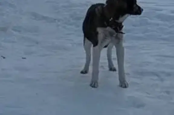 Найдена собака, Хотылёво, фото: Найден собака, Хотылёво, Брянская область - кобель с голубыми глазами