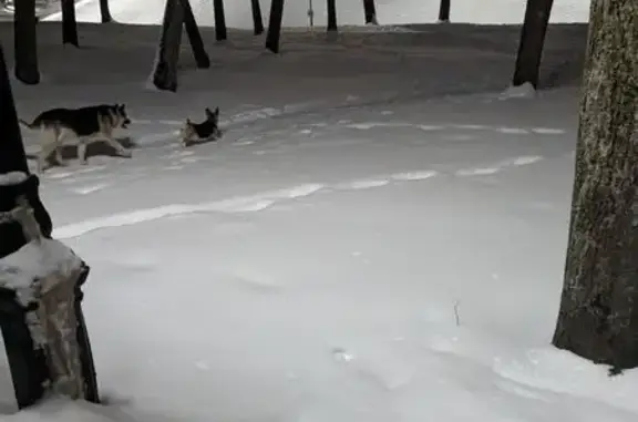 Найдена собака, Великий Новгород, фото: Найдена собака, Кремлёвский парк, Великий Новгород - корги девочка