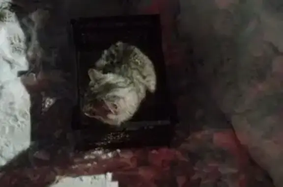 Найденные животные Уфа, фото: Найдена кошка, 3-я Районная улица, 35, Уфа - серая, замерзала