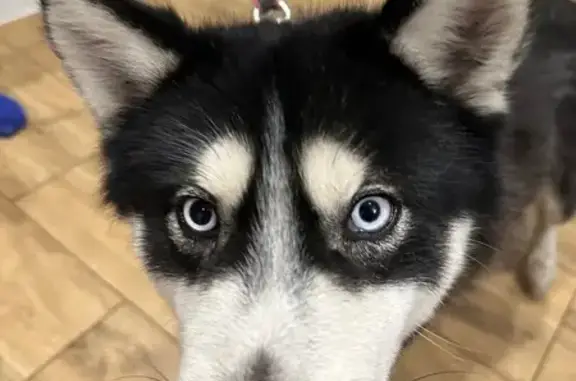 Найдена собака, Ставрополь, фото: Найден собака, улица Роз, Ставрополь - хаски