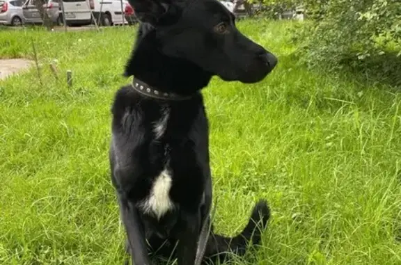 Пропал собака, Янтарный, Калининградская область - пугливый, белое пятно на груди - photo