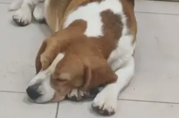 Найдена собака, Жуковка, фото: Найден собака, улица Ленина, Жуковка - похож на бигля