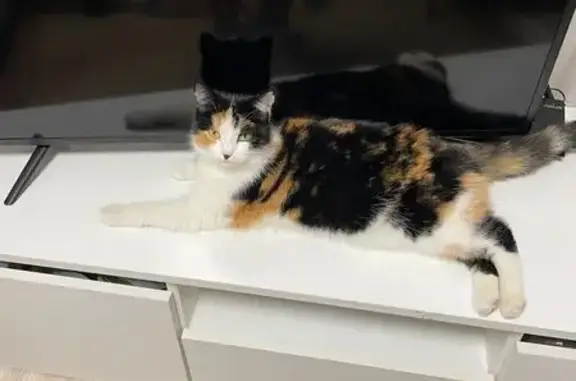 Найдена кошка, Ставрополь, фото: Найдена кошка, Комсомольская улица, 93, Ставрополь - трёхцветная с чёрным пятнышком на носу