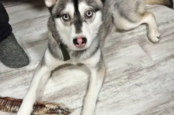 Найдена собака, Кола, фото: Найдена собака, 47К-063, 13/6, Кола