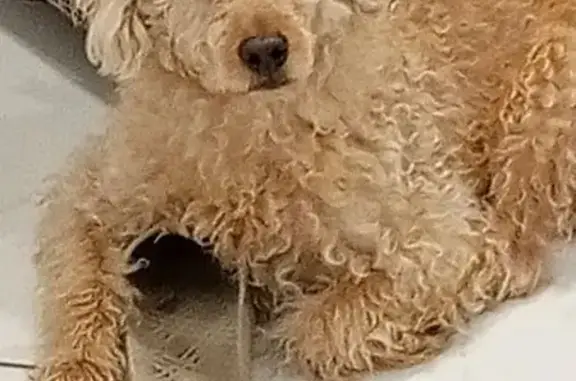 Пропал собака, Лесная улица, 13, Каменка - рыжий пудель в зелёной шейке - photo