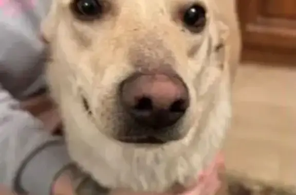 Пропала собака, городской округ Курск, Курская область - светлый, кастрирован, около 3 лет - photo