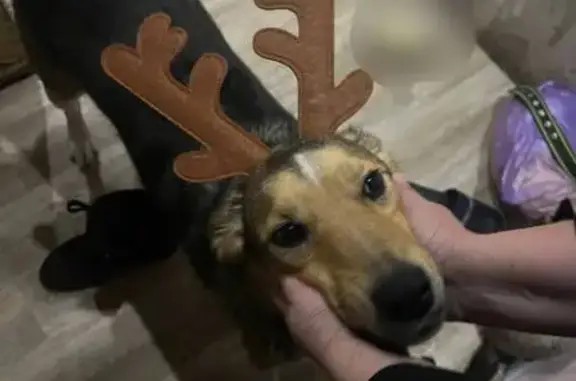 Собаки потеряшки, Новосибирск, фото: Потеряшка собака, улица Водозабор, Новосибирск - хвост как у лисы