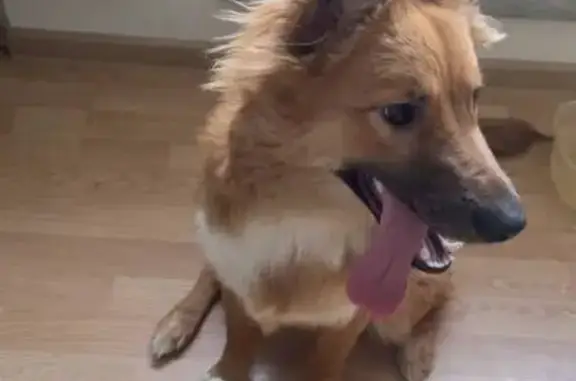 Пропала собака, улица Ольги Берггольц, Санкт-Петербург - рыже-белый окрас, чёрная мордочка - photo