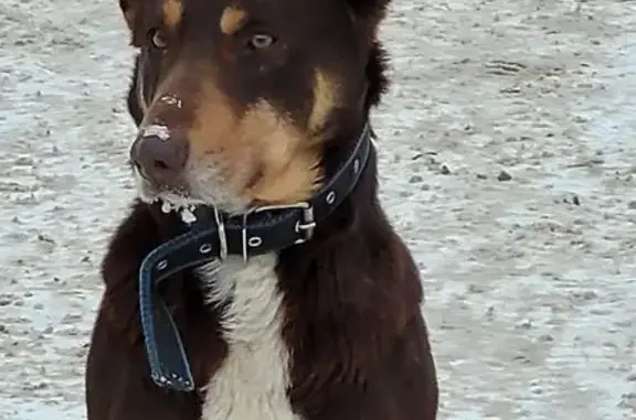 Найдена собака, Ульяновск, фото: Найден собака, Железнодорожная улица, Ульяновск - коричневый с белым окрасом