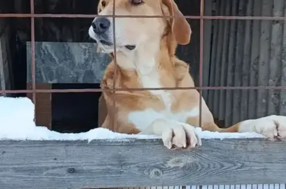 Пропал собака, Хохол, Воронежская область - русская гончая с бородавкой на подбородке - photo