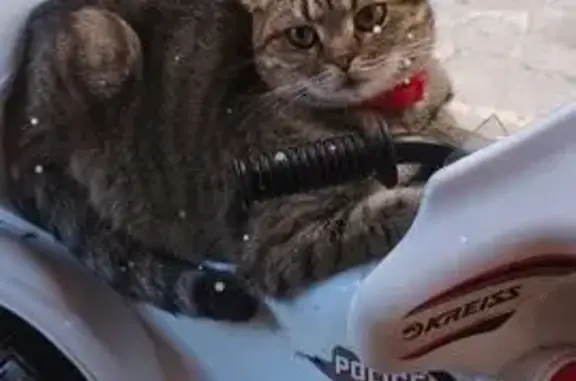 Пропала кошка, переулок Гончарова, 67, Шахты - photo