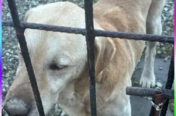 Найдена собака, Славянск-на-Кубани, фото: Найден собака, Славянск-на-Кубани, Краснодарский край - мальчик лабрадор