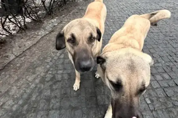 Пропала собака, женский пол, 168, Захарково - турецкая овчарка с зелёным ошейником - photo