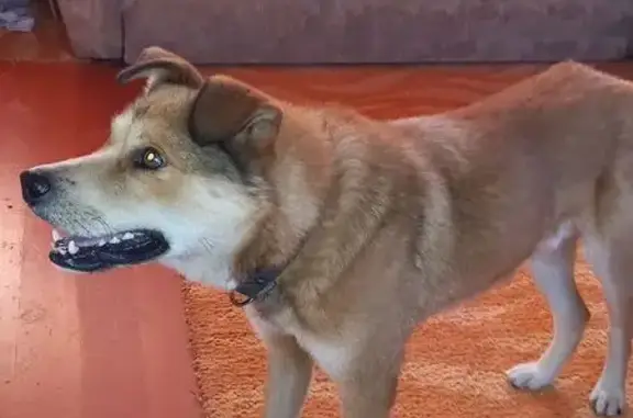 Пропал собака, улица Мичурина, 29, Полевской - рыжий окрас, белые лапки - photo