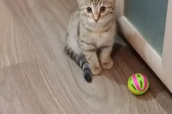 Кошки потеряшки, Казань, фото: Потеряшка кошка, улица Академика Королёва, 44, Казань - трёхцветная, украдена из квартиры