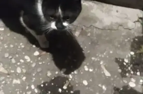 Найдена кошка, Нальчик, фото: Найдена кошка, улица Ногмова, 61, Нальчик