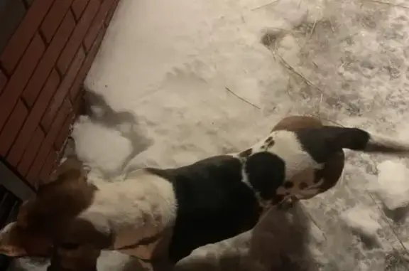 Найдена собака, Староминская, фото: Найден собака, улица Пушкина, 218, Староминская - похож на бигля