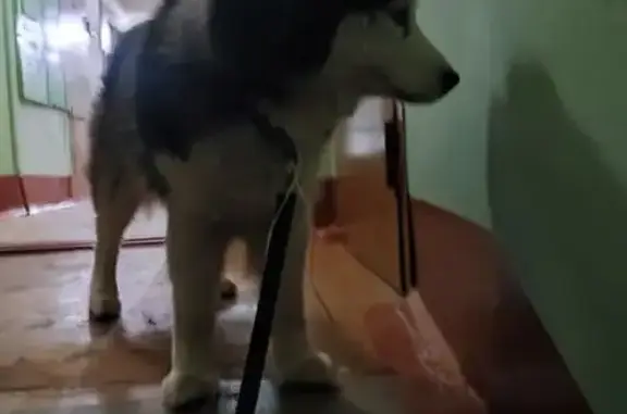 Найдена собака, Пермь, фото: Найдена собака, улица Чкалова, Пермь