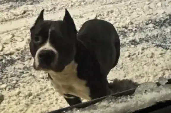 Найдена собака, Кострома, фото: Найден собака, улица Коминтерна, Кострома - бегал по проезжей части