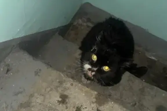 Найдена кошка, Москва, фото: Найдена кошка, 3-я Гражданская улица, Москва - черный окрас с белым узором