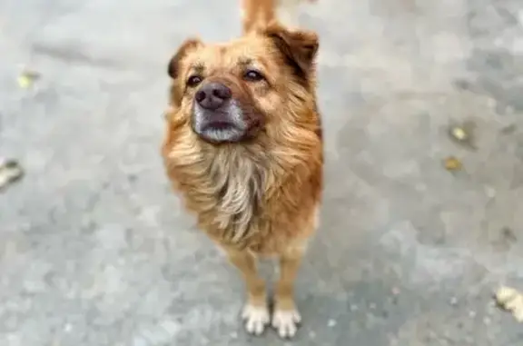 Пропал собака, улица Кочубея, 46, Будённовск - рыжий окрас, хвост кольцом - photo