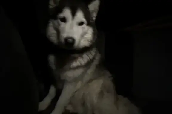 Найдена собака, Завьяловский район, фото: Найдена собака породы хаски, Гольянский тракт, Завьяловский район