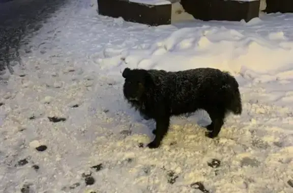 Найдена собака, Москва, фото: Найдена собака, м. Авиамоторная, Москва - черная, в ошейнике