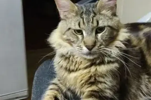 Пропал кот, улица Белинского, Уфа - мейн-кун с кисточками на ушах - photo