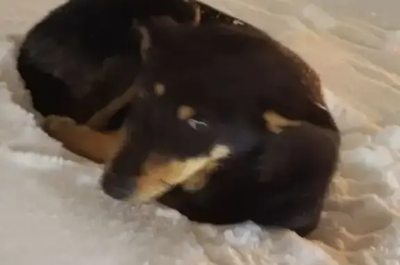 Найдена собака, Тамбов, фото: Найдена собака, Запрудная улица, 4, Тамбов