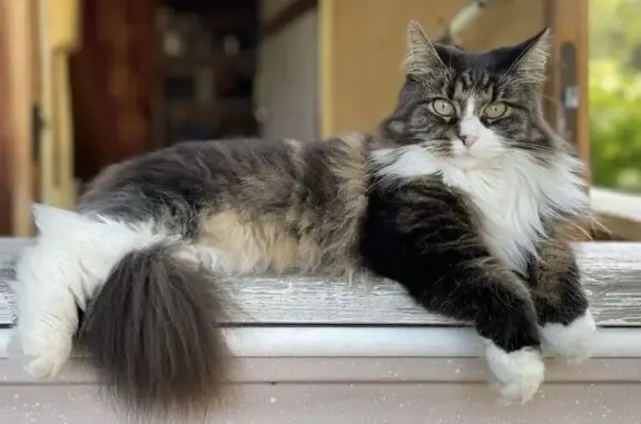 Пропала кошка, Рейдовая улица, 31 литА, Белоостров - черный верх, белые лапки - photo