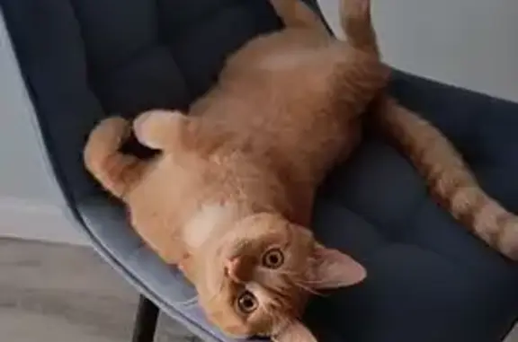 Пропал кот, улица Генерала Маргелова, 5/1, Ставрополь - рыжий с белыми пятнами - photo