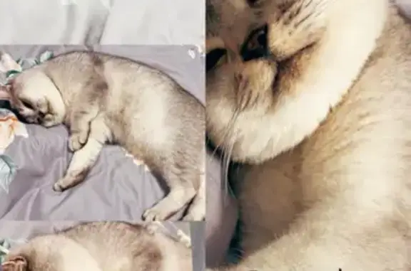 Пропал кот, улица Победы, 113, Павловская - светло-серого цвета - photo