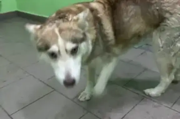 Найдена собака, Путилково, фото: Найдена собака с белой полоской на лбу, Путилково, Московская область