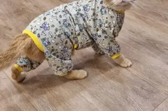 Пропал кот, Вологда — Норобово, Можайское - рыжий с черной родинкой - photo