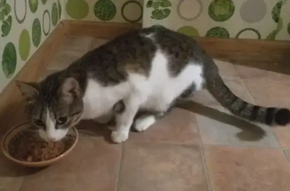 Найденные животные Ростов-на-Дону, фото: Найдена кошка, Таганрогская улица, Ростов-на-Дону - жалобно мяукала, промёрзла