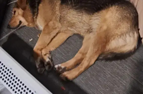 Найдена собака, Ярославль, фото: Найдена собака, улица Богдановича, Ярославль - зашла в магазин погреться