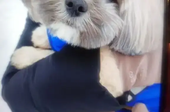 Найдена собака, Мытищи, фото: Найден собака, мужской, Мытищи, Московская область - белый с бежевым ши-тцу