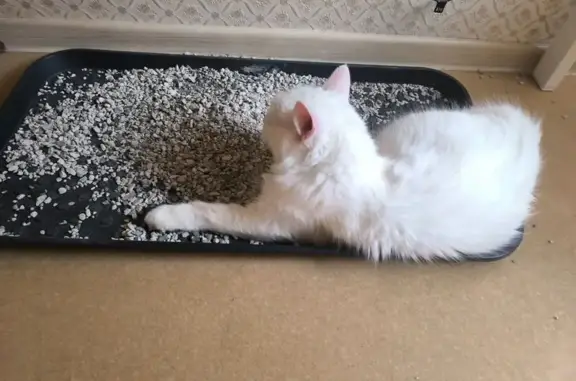 Найденные животные Ростов-на-Дону, фото: Найдена кошка, бульвар Комарова, 9/2, Ростов-на-Дону - белая с голубыми глазами