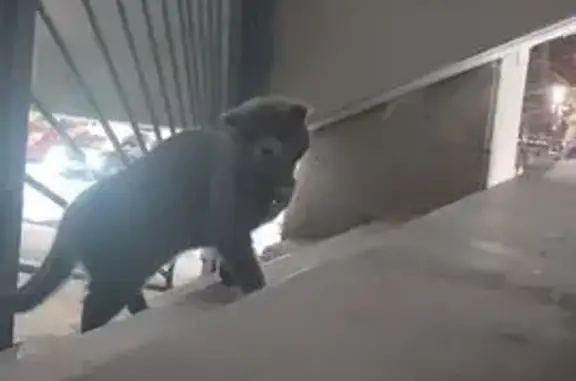 Найдена кошка, Москва, фото: Найдена кошка, Волгоградский проспект, Москва - с серым ошейником и жёлтыми сердечками